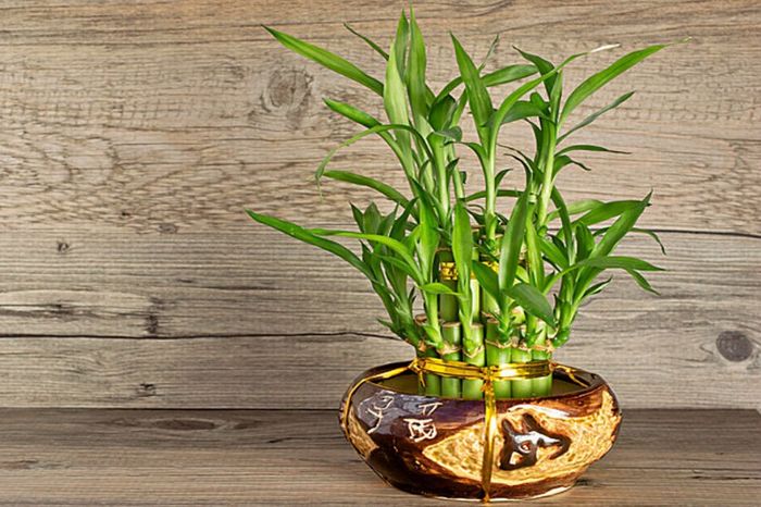 Hình ảnh Cây Phát Lộc thủy sinh với rễ trắng tinh khôi