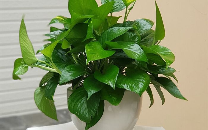 Hình ảnh Cây Trầu Bà xanh mướt leo trên giàn đẹp mắt