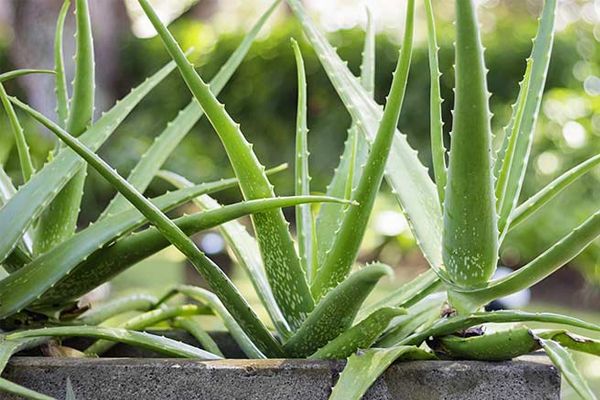 Hình ảnh Cây Nha Đam xanh mướt với lá dày mọng nước