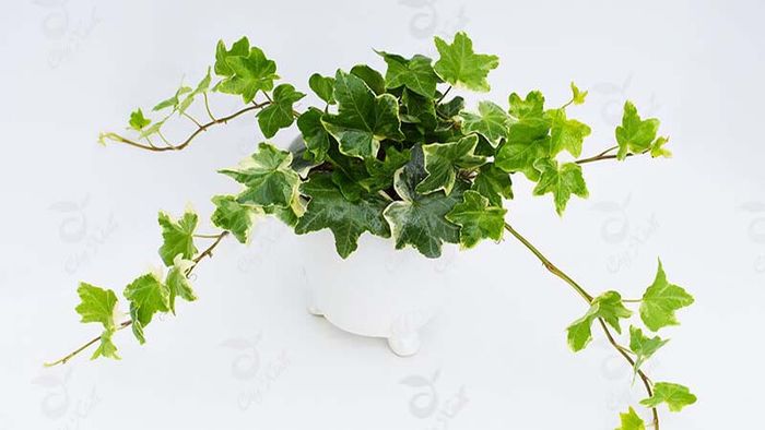 Hình ảnh Thường Xuân xanh mướt leo trên bức tường đầy nghệ thuật