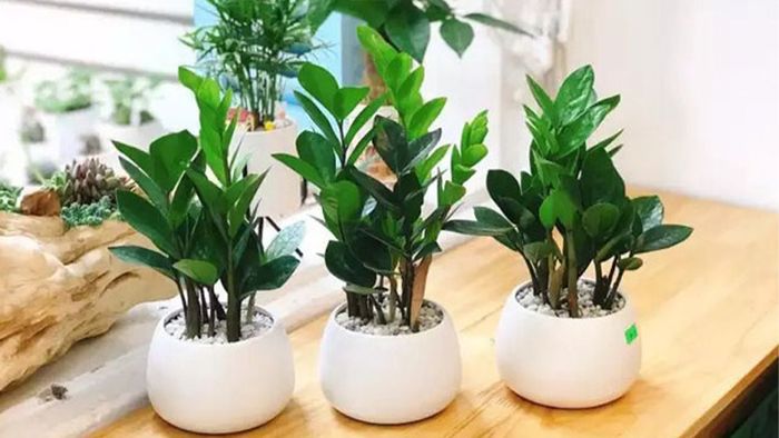 Hình ảnh Cây Kim Tiền xanh tốt mang lại tài lộc