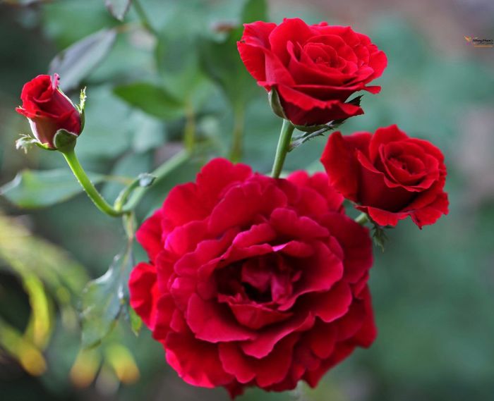 Hoa hồng đỏ - biểu tượng bất diệt của tình yêu nồng cháy và đam mê vĩnh cửu