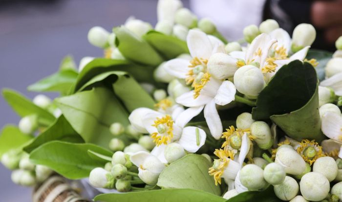 Hình ảnh minh họa: Hoa bưởi trắng ngần trong nắng tháng Ba (Nguồn: Sưu tầm)