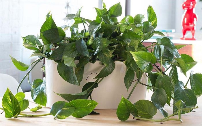 Hình ảnh chậu Trầu Bà thủy sinh với rễ trắng muốt thanh tao
