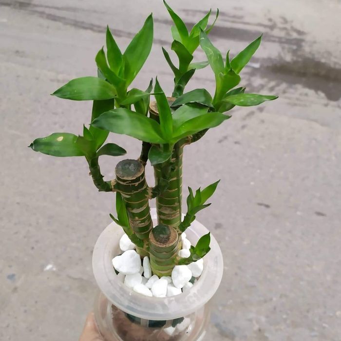 Hình ảnh Cây Phát Lộc xanh tươi với thân uốn lượn nghệ thuật