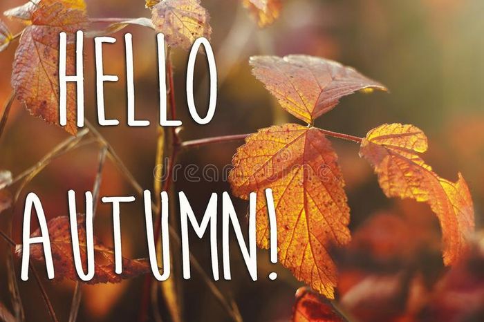 Ảnh minh họa: Cảnh sắc mùa thu miền Bắc Việt Nam với những con đường ngập lá vàng (Nguồn: internet)