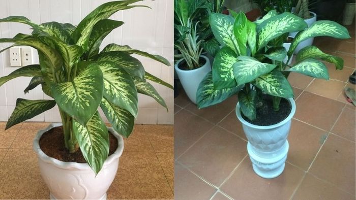 Hình ảnh chậu Vạn Niên Thanh trang trí không gian làm việc