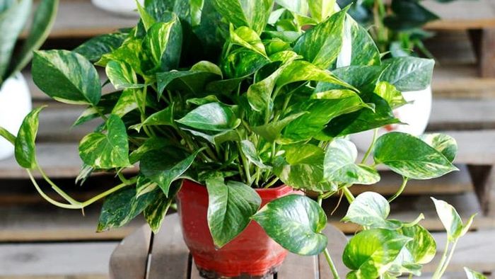 Hình ảnh Cây Vạn Niên Thanh xanh tốt với lá đốm trắng thanh lịch