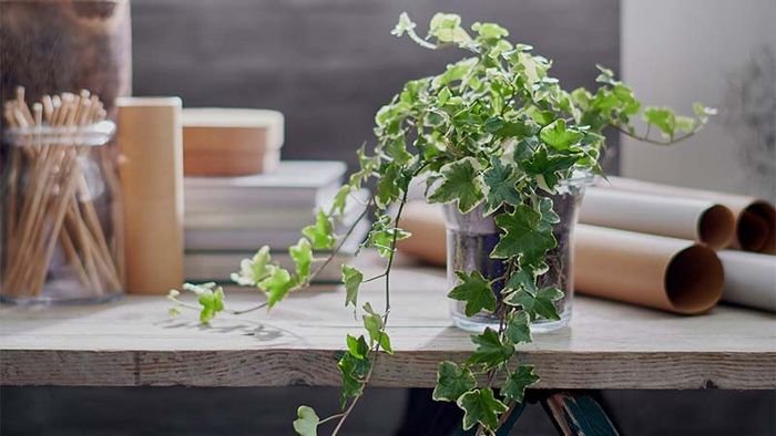 Hình ảnh chậu Thường Xuân trang trí ban công đẹp mê hoặc