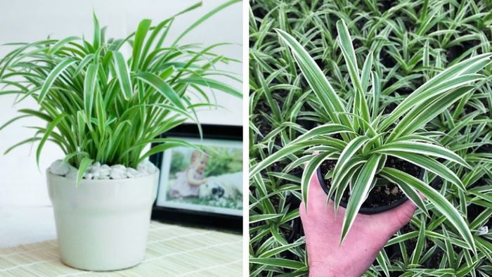 Hình ảnh chậu Mẫu Tử treo với những chùm cây con đáng yêu