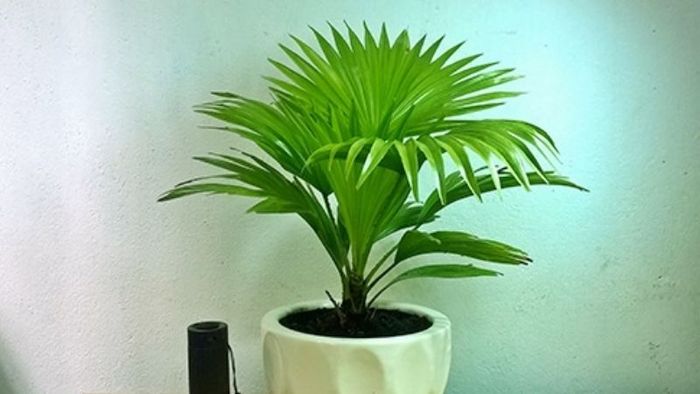 Hình ảnh Cây Cọ Cảnh xanh mướt với tán lá xòe tròn đẹp mắt