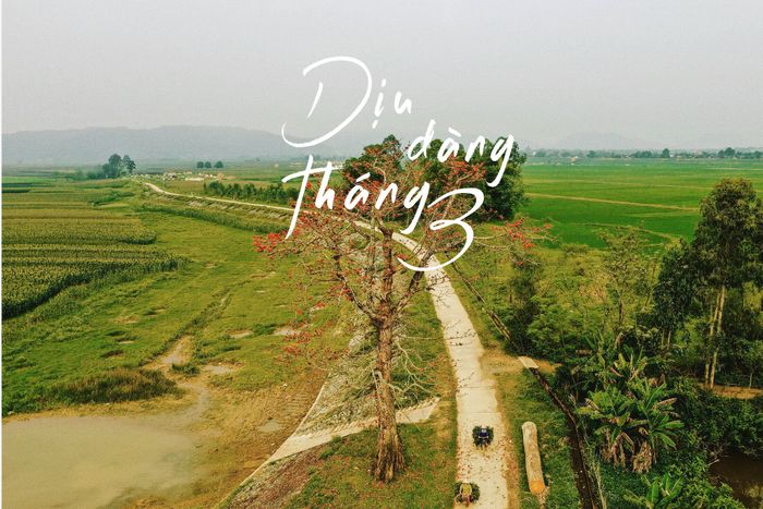 Hình ảnh minh họa: Hoa xoan tím trong nắng tháng Ba (Nguồn: Sưu tầm)
