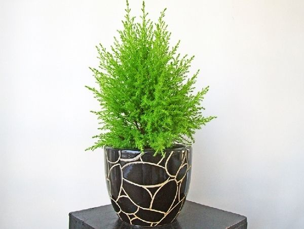 Hình ảnh Cây Tuyết Tùng uy nghi với tán lá kim xếp lớp độc đáo