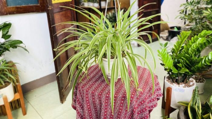 Hình ảnh Cây Mẫu Tử xinh xắn với lá xanh viền trắng tinh tế