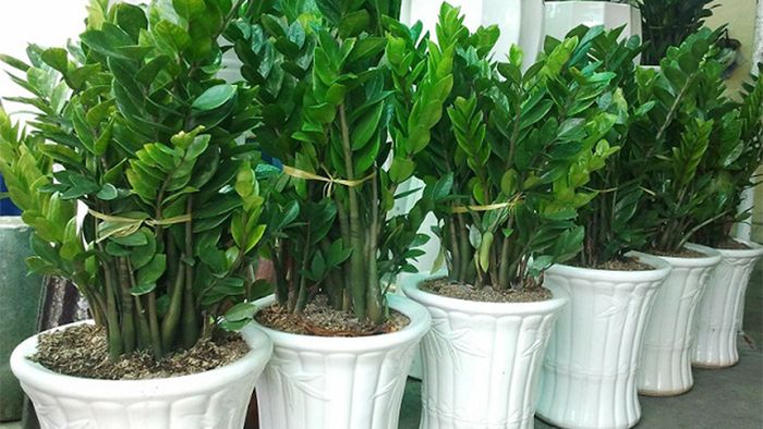 Hình ảnh Cây Kim Tiền xanh tốt với lá bóng mượt
