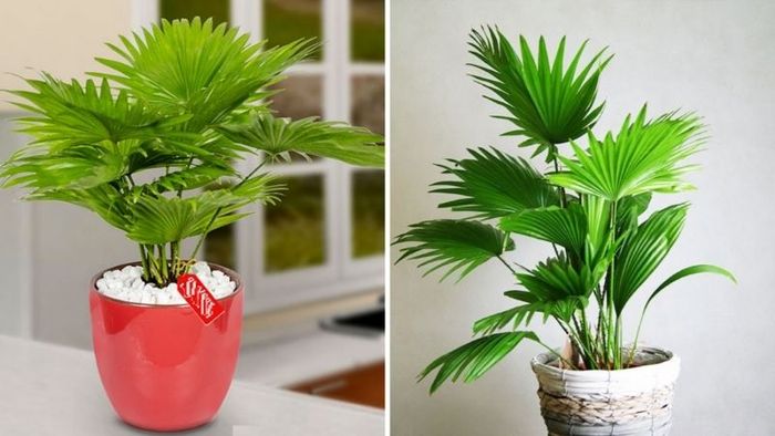 Hình ảnh chậu Cọ Cảnh xinh xắn với tán lá xòe tròn đẹp mắt