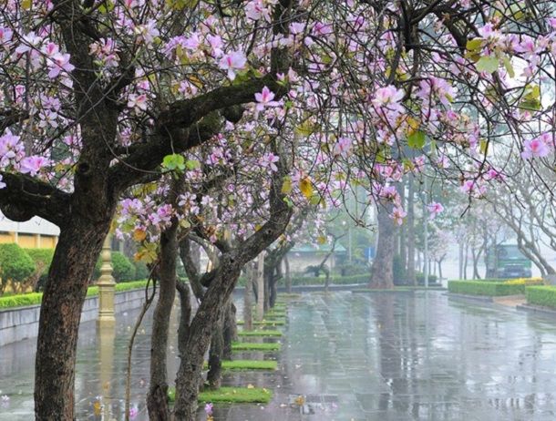 Hình ảnh minh họa: Vườn hoa tháng ba rực rỡ sắc màu (Nguồn: Sưu tầm)