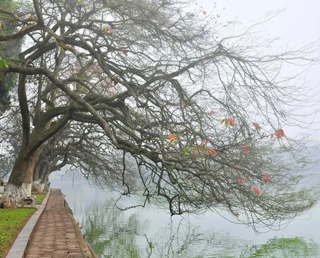Một ngày mùa đông với mưa phùn nhẹ nhàng. ảnh 1
