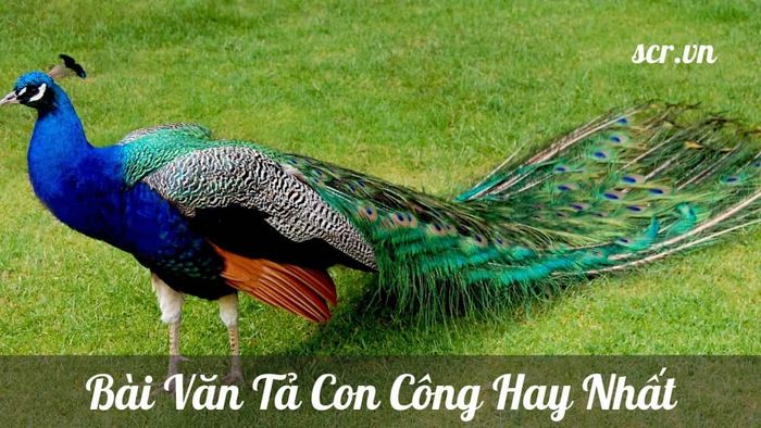 Hình ảnh chàng công kiêu hãnh trong điệu múa tán tỉnh (Nguồn: internet)