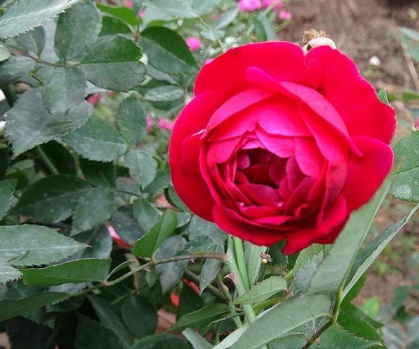 Tác phẩm minh họa số 2 - Góc nhìn đầy cảm hứng (Nguồn: Sưu tầm)
