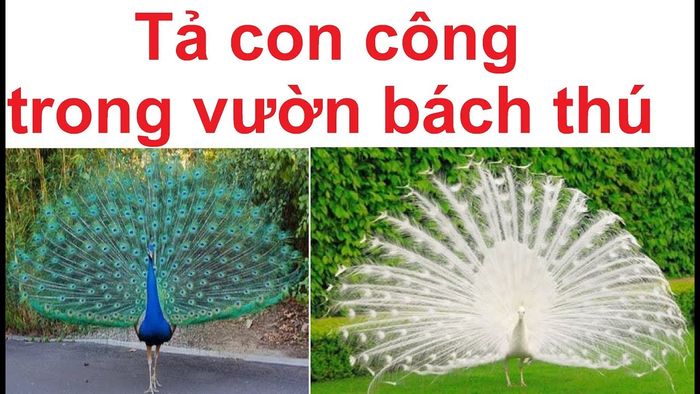 Tranh minh họa chân thực (Nguồn: Internet)
