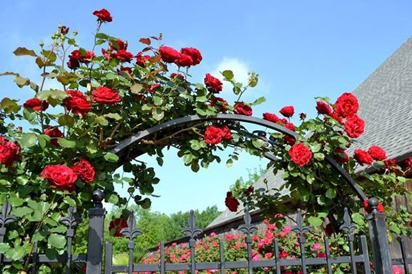 Tác phẩm minh họa số 2 - Góc nhìn nghệ thuật độc đáo (Nguồn: Sưu tầm)