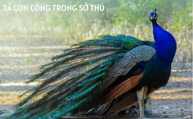 Hình ảnh chàng công kiêu hãnh xòe đuôi (Nguồn: internet)