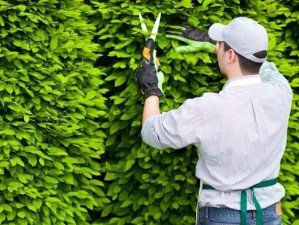 Hình ảnh minh họa: Bố chăm sóc vườn cây (Nguồn: internet)