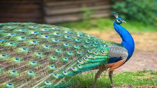 Hình ảnh chàng công xòe đuôi lộng lẫy (Nguồn: internet)