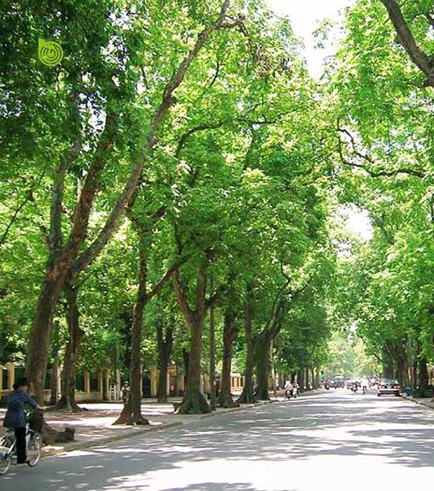 Hình ảnh minh họa số 2 (Nguồn: internet)
