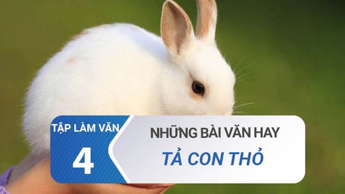 Hình ảnh minh họa chú thỏ trắng dễ thương (Nguồn: internet)