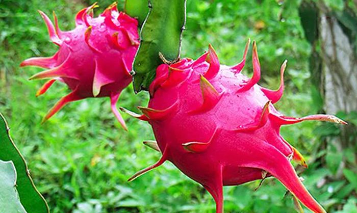 Hình ảnh minh họa trái chôm chôm tươi ngon (Nguồn: Sưu tầm)