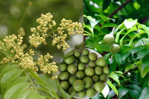 Ảnh minh họa số 1 (Nguồn: internet)