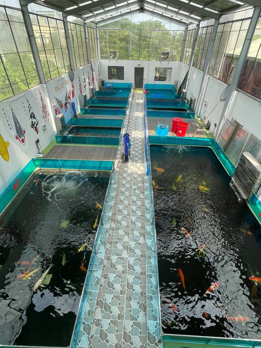 Hình ảnh hệ thống hồ cá hiện đại và đàn Koi khỏe mạnh tại King Koi Farm