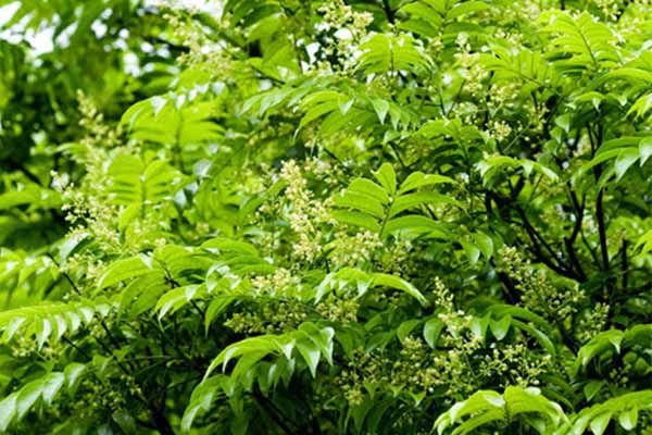Hình ảnh minh họa số 2 (Nguồn: internet)