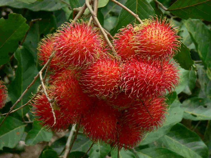 Hình ảnh minh họa buồng chôm chôm chín đỏ (Nguồn: Sưu tầm)