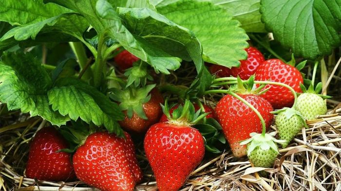 Hình ảnh minh họa những trái dâu tây tươi ngon (Nguồn: Sưu tầm)