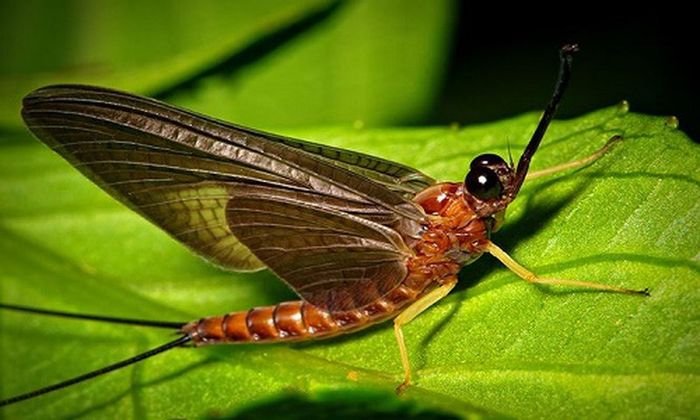 Phù du - Một ngày tỏa sáng giữa dòng đời vô thường