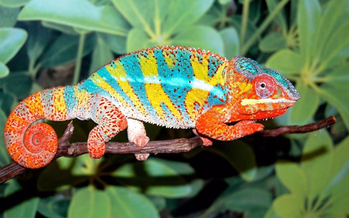 Tắc kè hoa - Một năm ngắn ngủi giữa đời bò sát