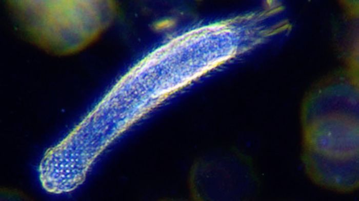 Gastrotricha - Ba ngày ngắn ngủi giữa lòng đại dương