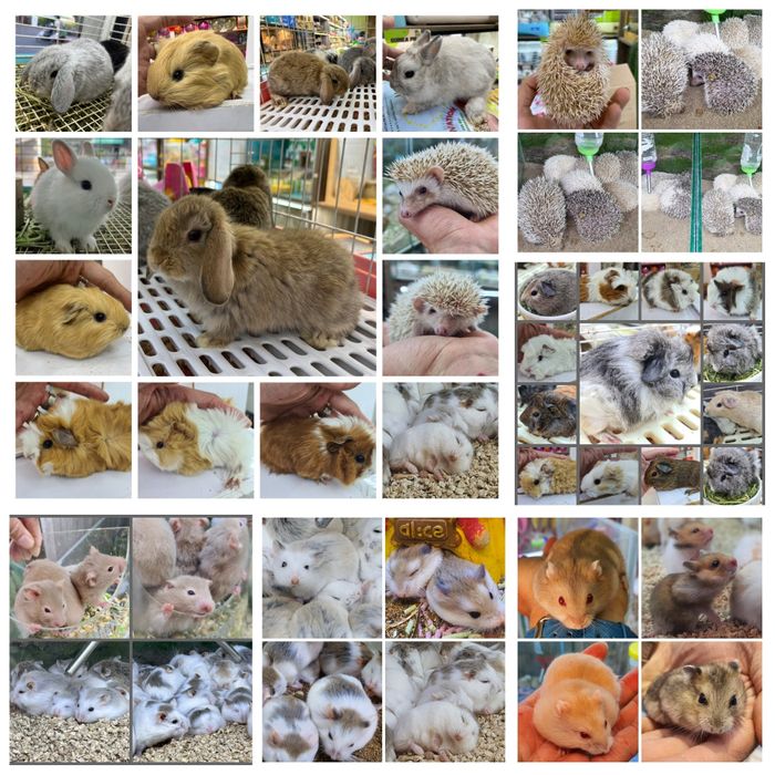 Hình ảnh không gian đa dạng tại Pet Shop Miền Đất Hứa