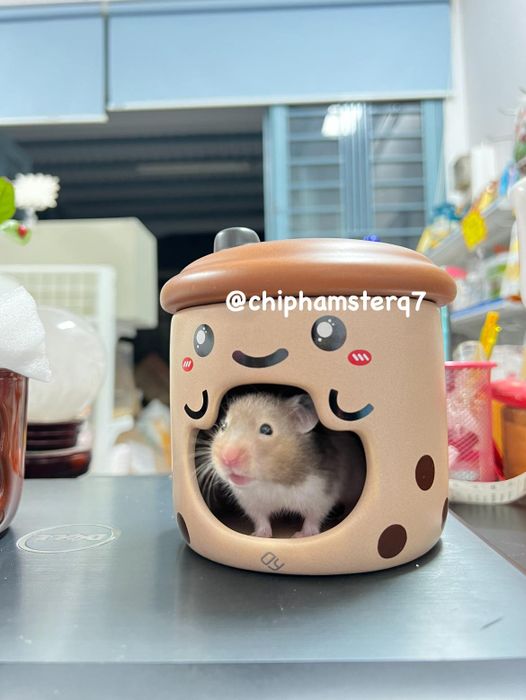 Hình ảnh không gian ấm cúng tại cửa hàng Chíp Hamster