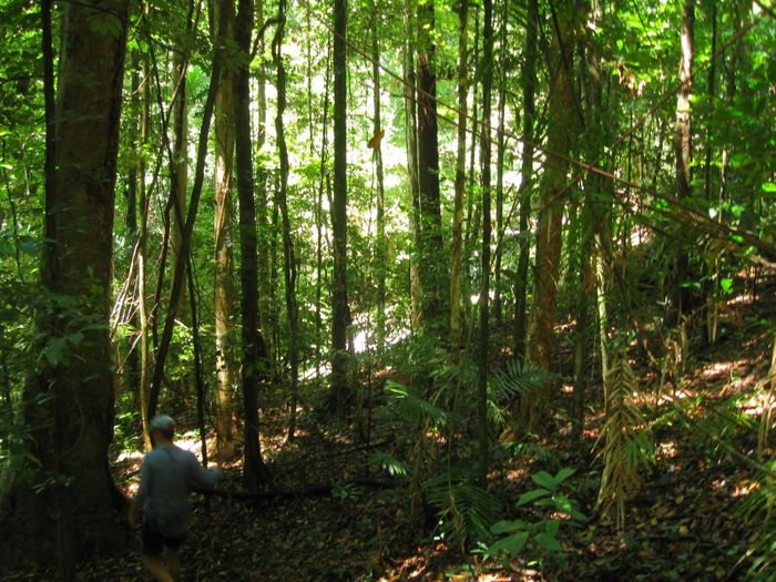 Rừng Daintree nhìn từ trên cao - Ảnh 1