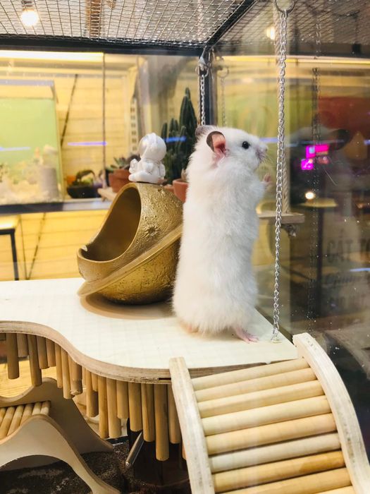 Hình ảnh không gian bên trong NK Hamster Cage & Decorations