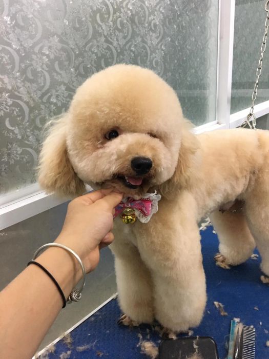 Hình ảnh Phòng Khám Thú Y Hiếu Thuần