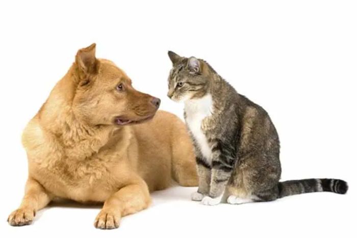 Hình ảnh minh họa dịch vụ thú y
