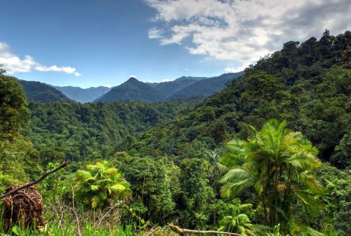 Một góc rừng Mindo – Nambillo, Ecuador - Ảnh 1
