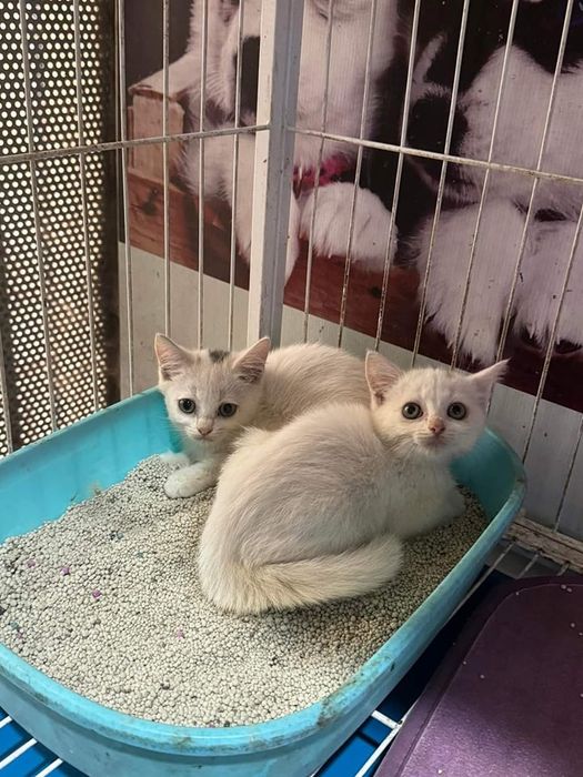 Lâm Trang Pet Shop Vinh - Hình ảnh 2