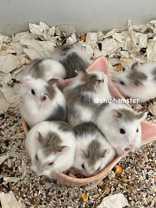 Hình ảnh những bé hamster xinh xắn tại Chíp Hamster