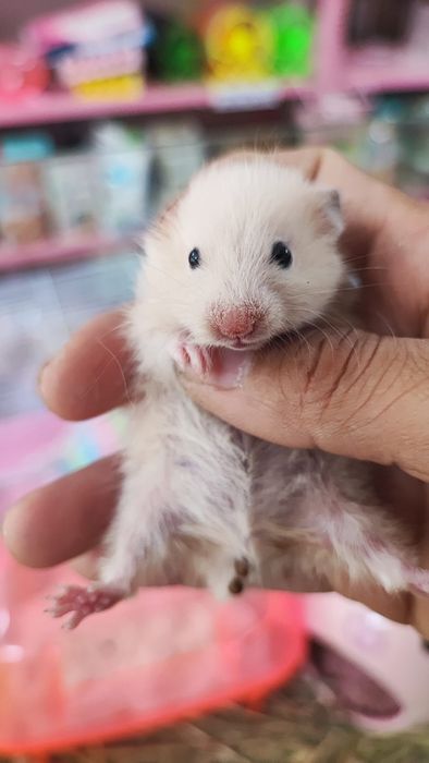 Hình ảnh không gian ấn tượng tại NACA Hamster